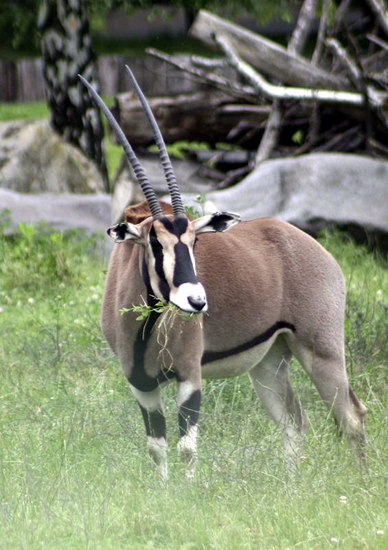 Přímorožec bejsa. Foto: Archiv Zoo Praha